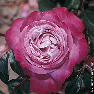 Schnittblume Rose Blue River bei Gartenbau Grtnerei Stoll in Karlsruhe Durlach