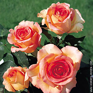 Schnittblume Rose Fantasia Mondiale bei Gartenbau Gärtnerei Stoll in Karlsruhe Durlach