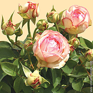 Schnittblume Rose Lovely Antike Freelander bei Gartenbau Gärtnerei Stoll in Karlsruhe Durlach